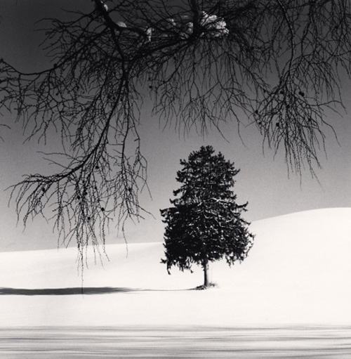 Michael Kenna　Norway Spruce Tree, Hokkaido, Japan. 2020　©Michael Kenna／RAM