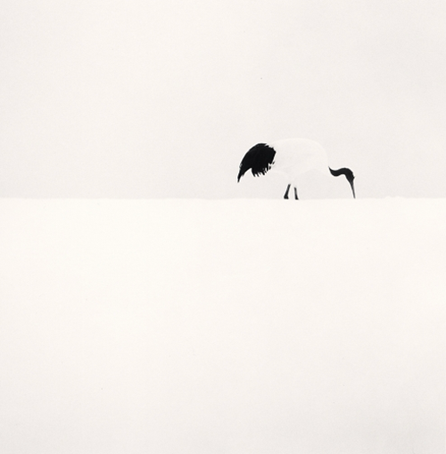 Michael Kenna, Red Crown Crane Feeding, Tsurui, Hokkaido, Japan, 2005, photo &copy;Michael Kenna／RAM.png