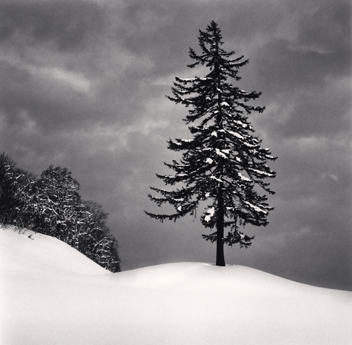 Spruce Tree and Snow Clouds, Esashi, Hokkaido, Japan. 2023.